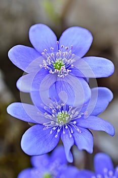 Hepatica nobilis - liverleaf close up vertical