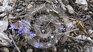 Hepatica nobilis violet spring flower and leaves in the forest