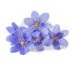 Hepatica nobilis photo