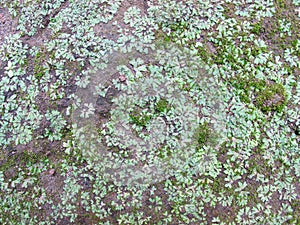 Hepaticophyta, Liverworts, Lumut Hati, texture of moss on the ground