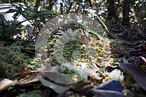 Hepatics or liverworts, a non vascular land plant