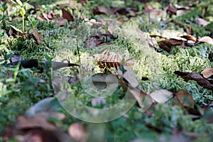 Hepatics or liverworts, a non vascular land plant