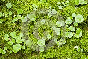 Hepatics plant growing on tree stump