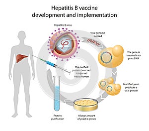 Hepatitis B vaccine development and implementation photo