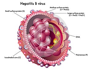 Hepatitis B Virus