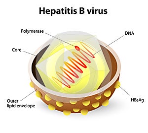 Hepatitis B virus structure