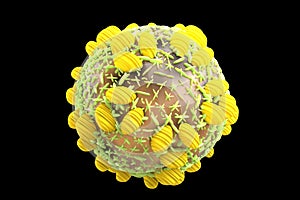 Hepatitis C HCV virus 3D illustration photo