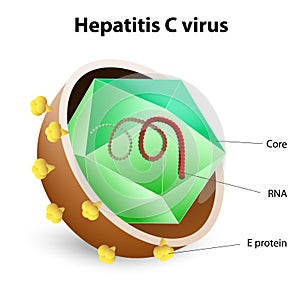 Hepatitis C virus