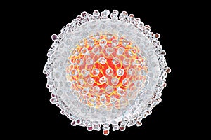 Hepatitis C virus illustration