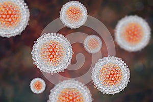 Hepatitis C virus model