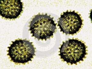 Hepatitis C viruses HCV