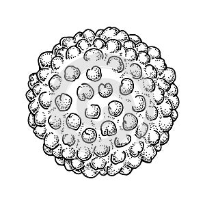 Hepatitis virus isolated on white background. Hand drawn realistic detailed scientifical vector illustration in sketch style