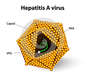 Hepatitis A virus structure