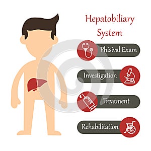 Hepatobiliary system on white background. Vector illustration