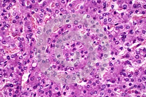 Hepatocyte is cell of the main parenchymal tissue of the liver under the light microscope