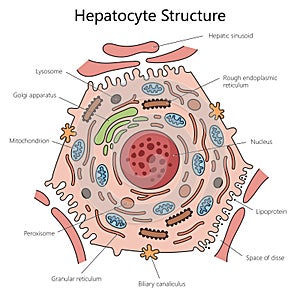 hepatocyte cell structure diagram medical science