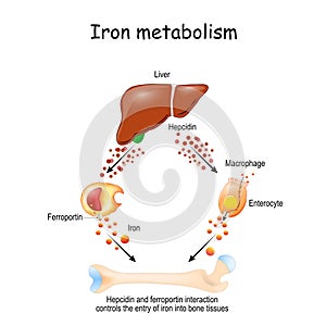 Hepcidin and ferroportin