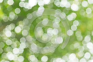 Heptagon bokeh from leaf photo