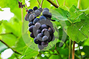 Izabella `Strawberry` grapes 1 - Novaci-Romania photo