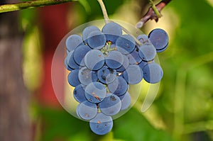 Izabella `Strawberry` grapes 2 - Novaci-Romania photo