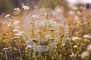 Heracleum