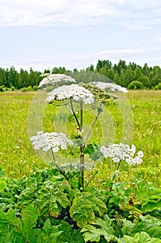 Heracleum blooming on background of grass