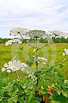 Heracleum blooming on background of sky