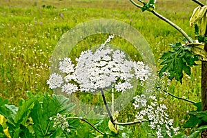 Heracleum blooming white flowers