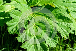 Heracleum, cow parsnip,parsnip. Green large leaves of a fast growing weed.