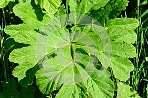 Heracleum, cow parsnip,parsnip. Green large leaves of a fast growing weed.