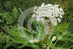 Heracleum mantegazzianum