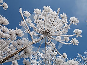 Heracleum mantegazzianum