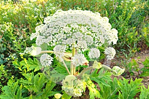 Heracleum mantegazzianum, commonly known as giant hogweed