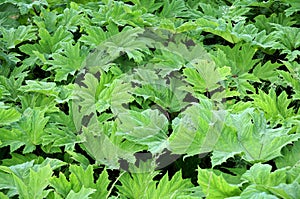 Heracleum mantegazzianum or giant hogweed