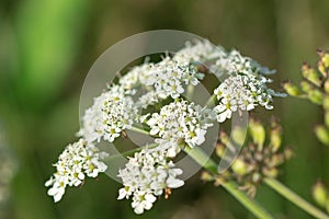 Heracleum siamicum Craib White flowers are blooming in nature.