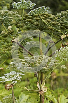 Heracleum Sosnoswskyj