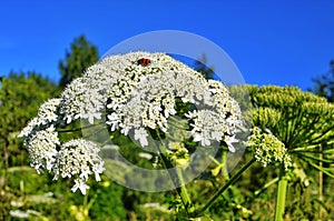 Heracleum sosnovskyi.big leaves of a heracleum sosnovskyi close the earth