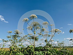 Heracleum sosnovskyi inflorescence on blue sky background