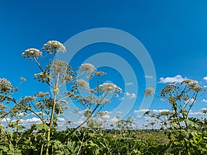 Heracleum sosnovskyi inflorescence on blue sky background