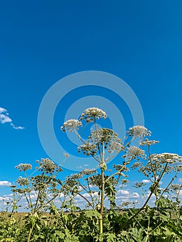 Heracleum sosnovskyi inflorescence on blue sky background