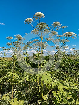 Heracleum sosnovskyi inflorescence on blue sky background