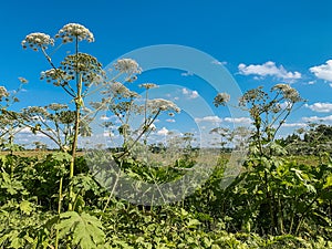 Heracleum sosnovskyi inflorescence on blue sky background