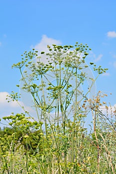 Heracleum sosnowskyi