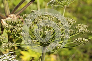 Heracleum sosnowskyi