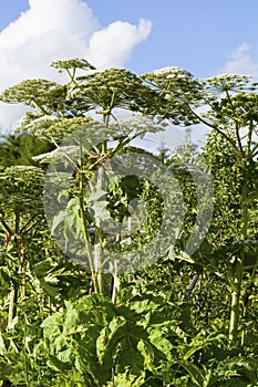 Heracleum sosnowskyi