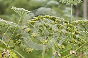 Heracleum sosnowskyi