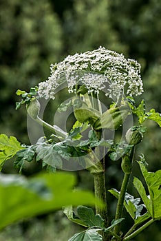 Heracleum Sosnowskyi blooming