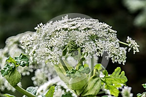 Heracleum Sosnowskyi blooming