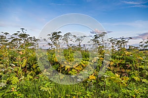 Heracleum Sosnowskyi on blue sky background.