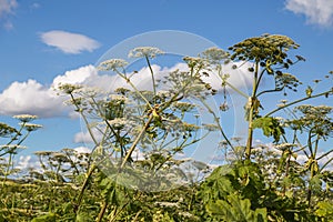 Heracleum Sosnowskyi on blue sky background.